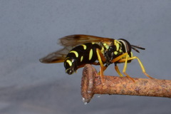 Chrysotoxum festivum