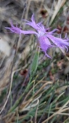Dianthus broteri