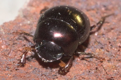Pseudocanthon perplexus