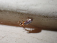 Notoxus murinipennis