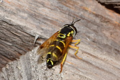 Chrysotoxum festivum