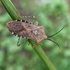 Anasa