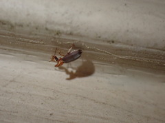 Notoxus murinipennis