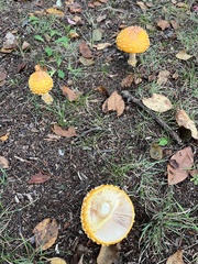 Amanita