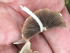 Psathyrella longipes