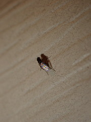 Phoridae