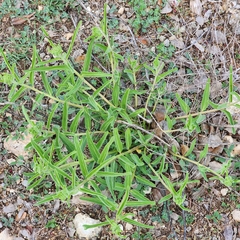 Asclepias asperula