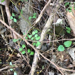 Sophora chathamica