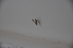 Toxonevra superba