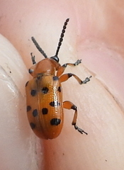 Crioceris duodecimpunctata