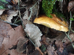 Boletus edulis