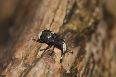 Platystomos albinus