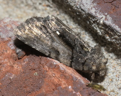 Chytonix palliatricula