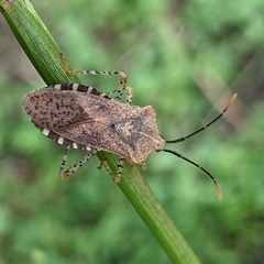 Anasa
