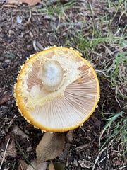 Amanita