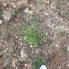 Asclepias asperula