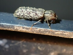 Lichenophanes bicornis