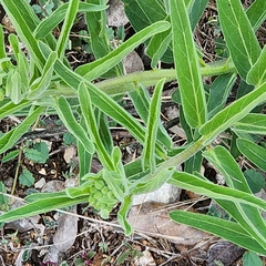 Asclepias asperula