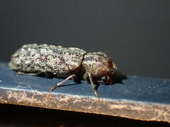 Lichenophanes bicornis