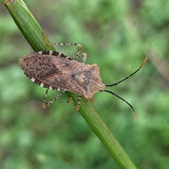 Anasa
