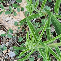 Asclepias asperula