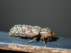 Lichenophanes bicornis