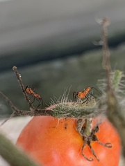 Leptoglossus zonatus