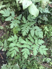 Angelica atropurpurea