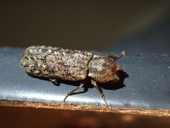 Lichenophanes bicornis