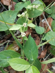 Alternanthera