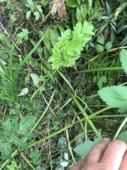 Angelica atropurpurea