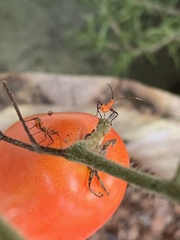 Leptoglossus zonatus