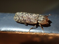 Lichenophanes bicornis