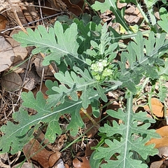 Parthenium confertum