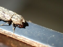 Lichenophanes bicornis