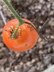 Leptoglossus zonatus