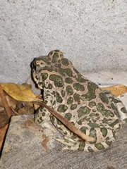 Bufotes viridis sitibundus