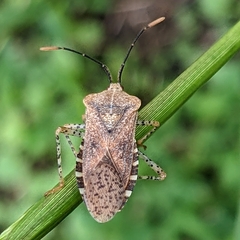 Anasa
