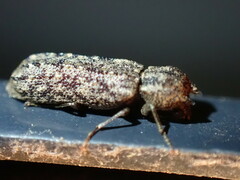 Lichenophanes bicornis