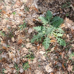 Parthenium confertum