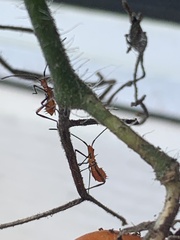 Leptoglossus zonatus