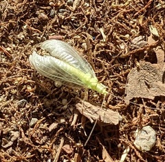 Chrysopa nigricornis