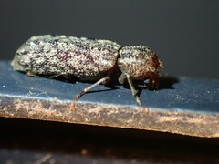 Lichenophanes bicornis