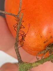 Leptoglossus zonatus