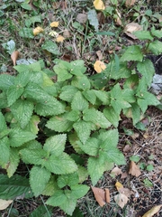 Lamium album