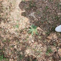 Parthenium confertum