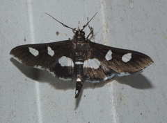 Desmia