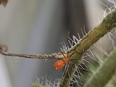 Leptoglossus zonatus