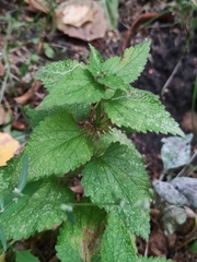 Lamium album