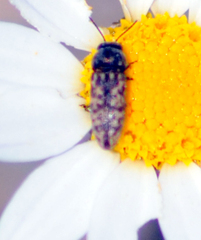 Acmaeodera